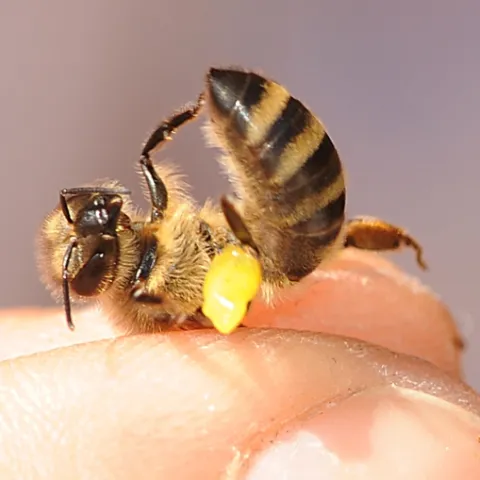 Honey bee with a load of propolis which her sisters later unloaded. (Photo by Kathy Keatley Garvey)