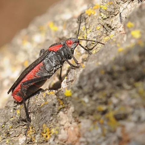 Soapberry bug on the UC Davis campus. (Photo by Kathy Keatley Garvey)