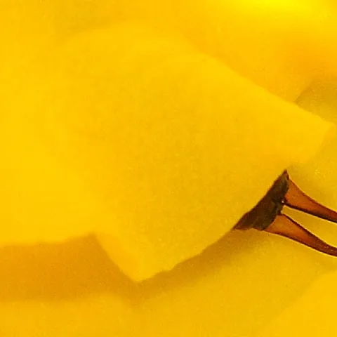 Tell-tale sign of an earwig. (Photo by Kathy Keatley Garvey)