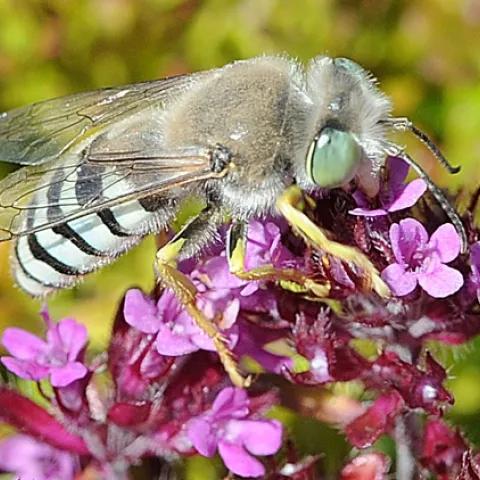 Sand wasp on red flowering thyme. (Photo by Kathy Keatley Garvey)
