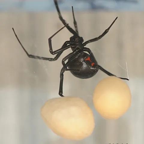 Female black widow spider guarding her egg sacs on the lip of a swimming pool. (Photo by Kathy Keatley Garvey)