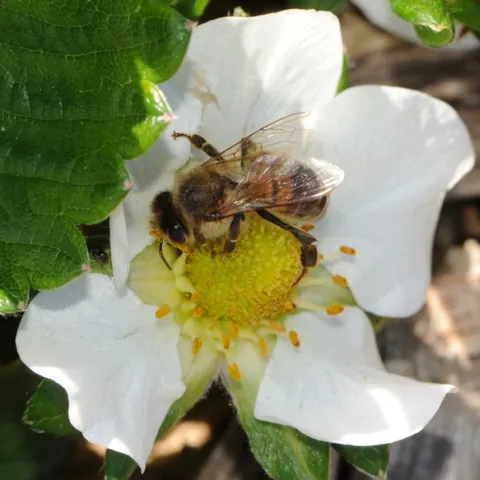 Honey bee pollinating a strawberry blossom. (Photo by Kathy Keatley Garvey)