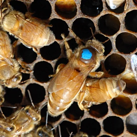Queen bee, at the peak of her season, can lay about 2000 eggs a day. (Photo by Kathy Keatley Garvey)
