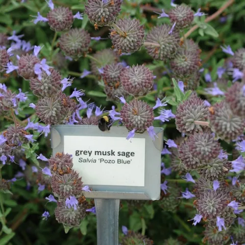 Black-faced bumble bee "posing" on grey musk sage. (Photo by Kathy Keatley Garvey)