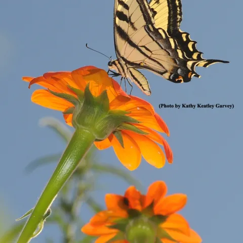 Western tiger swallowtail nectaring Mexican sunflowers. (Photo by Kathy Keatley Garvey)