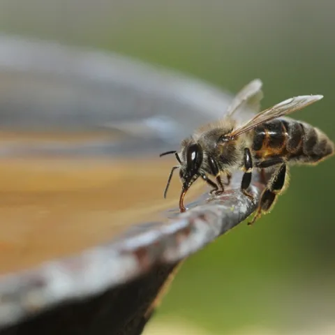 Honey bee drinking water. (Photo by Kathy Keatley Garvey)