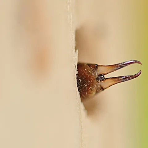 Earwig inside a blue orchard bee condo, which has larger holes than one for leafcutting bees. (Photo by Kathy Keatley Garvey)