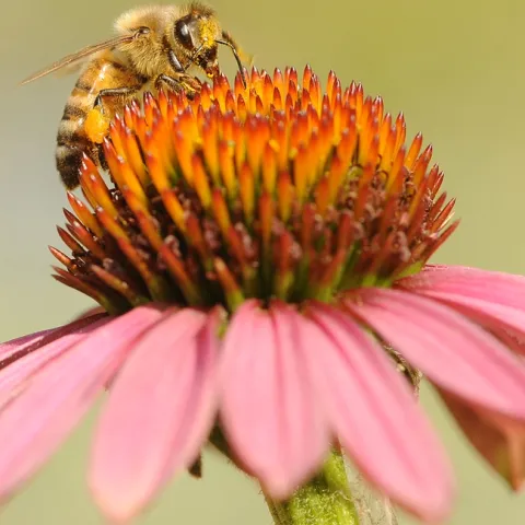 Honey bee on purple coneflower. (Photo by Kathy Keatley Garvey)