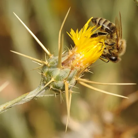 Honey bee on a yellow starthistle flower on Bee Biology Road at UC Davis. (Photo by Kathy Keatley Garvey)