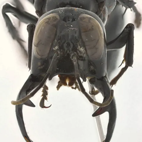 Large jaws of the male "warrior wasp" probably play a role in defense and reproduction, says Lynn Kimsey, director of the Bohart Museum of Entomology. (Photo by Andrew Richards)