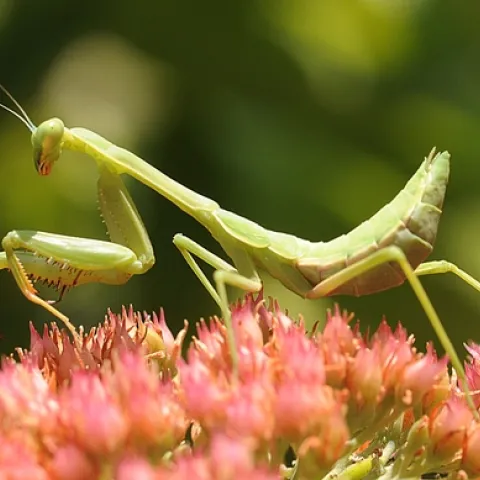 Portrait of a praying mantis. (Photo by Kathy Keatley Garvey)