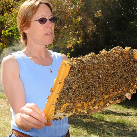 Susan Cobey checks out a frame at the Harry H. Laidlaw Jr. Honey Bee Research Facility at UC Davis. (Photo by Kathy Keatley Garvey)