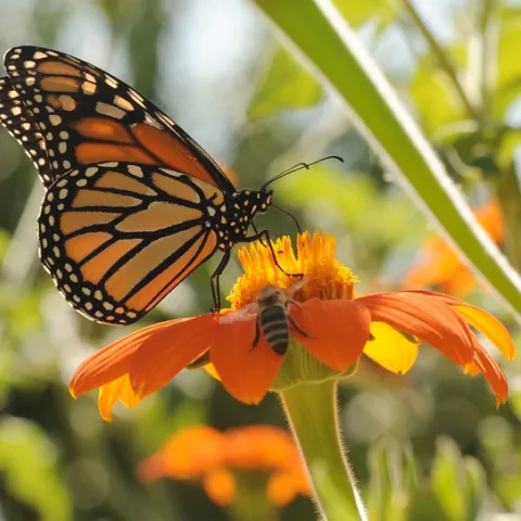 Monarch butterfly watches as a honey bee crawls up a Mexican sunflower. (Photo by Kathy Keatley Garvey)