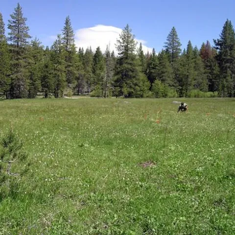This is the research site at the Sagehen Creek Field Station managed by ecologists Louie Yang of UC Davis and Dan Gruner of the University of Maryland. (Photo Courtesy of Louie Yang)