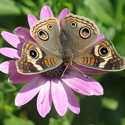 Buckeye spreads it wings on an African daisy. (Photo by Kathy Keatley Garvey)