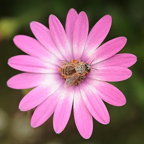 Pollen-laden honey bee foraging on a pink African daisy. (Photo by Kathy Keatley Garvey)