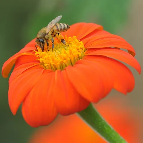 Honey bee foraging on a Mexican sunflower. (Photo by Kathy Keatley Garvey)