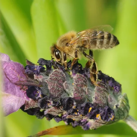 Honey bee nectaring lavender. (Photo by Kathy Keatley Garvey)