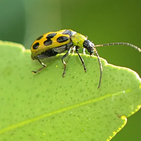 Spotted cucumber beetles crawls along a tangerine leaf. (Photo by Kathy Keatley Garvey)