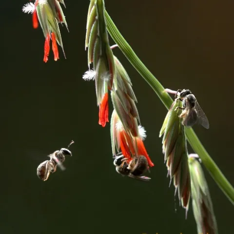 Noted insect photographer Alex Wild captured this spectacular image of sweat bees on sideoats grama. (Photo by Alex Wild and used with permission.)