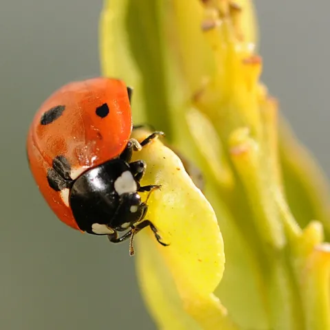 Ladybug, aka lady beetle, searching for aphids. (Photo by Kathy Keatley Garvey)