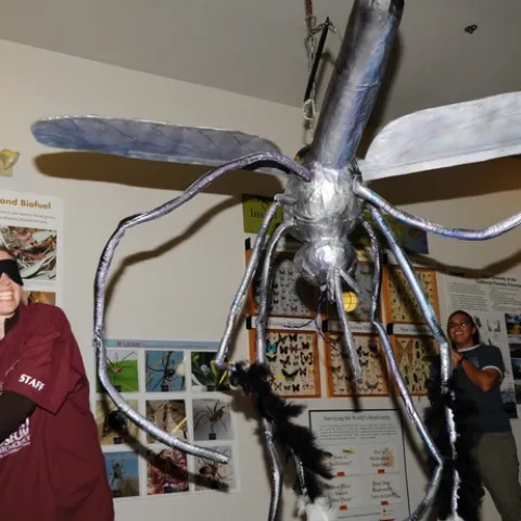 Whack! Tabatha Yang, the Bohart Museum's education and outreach coordinator, takes aim at a mosquito pinata. (Photo by Kathy Keatley Garvey)