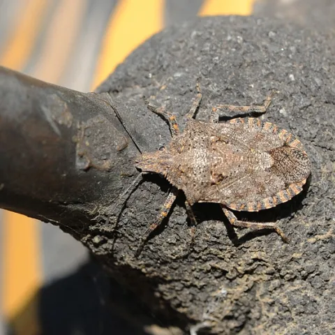 Consperse stink bug, Euschistus conspersus, crawls on the bee sculpture in the Haagen-Dazs Honey Bee Haven. (Photo by Kathy Keatley Garvey)