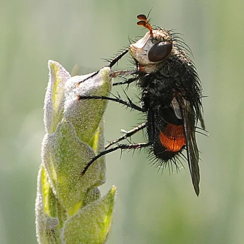 Tachinid fly (Peleteria species) on lavender. (Photo by Kathy Keatley Garvey)