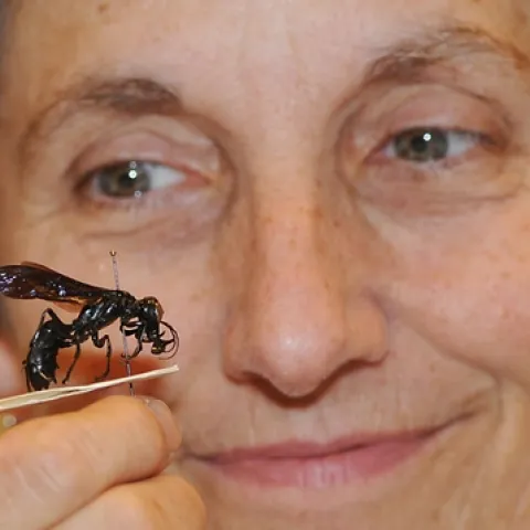 Lynn Kimsey with a gigantic "warrior wasp" she discovered on the island of Sulawesi, Indonesia. (Photo by Kathy Keatley Garvey)