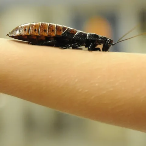 Madagascar hissing cockroach crawls up the arm of Mick Dunning, 6, of Davis. (Photo by Kathy Keatley Garvey)