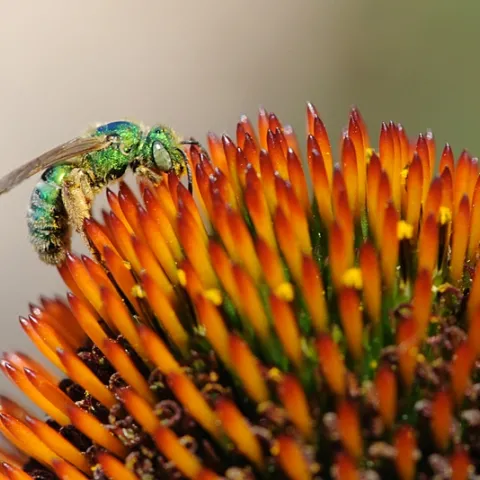 Metallic green sweat bee (Agapostemon texanus) on coneflower. (Photo by Kathy Keatley Garvey)
