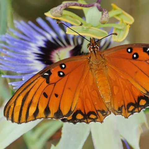 Gulf fritillary nectaring a passionflower vine. (Photo by Kathy Keatley Garvey)