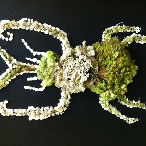 This little critter will be displayed at the Cabinets of Curiosity show on Saturday, Dec. 3 in Davis. (Photo courtesy of Anna Davidson)