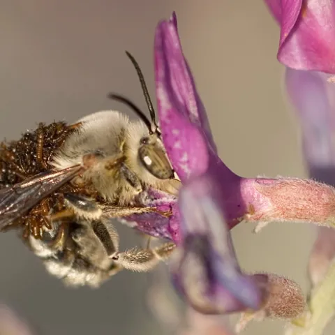 Larvae of a blister beetle, Meloe franciscanus on a digger bee, Habropoda pallida. (Photo by Leslie Saul-Gershenz, used with permission))