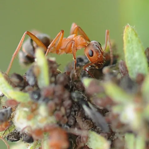 Close-up of aphids and ants at the Haagen-Dazs Honey Bee Haven at UC Davis.This is a Formica moki, a native ant. (Photo by Kathy Keatley Garvey)