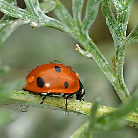 A ladybug in the winter. (Photo by Kathy Keatley Garvey)