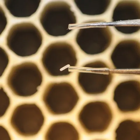The tiny egg of a future honey bee weighs about 0.1 mg. (Photo by Kathy Keatley Garvey)