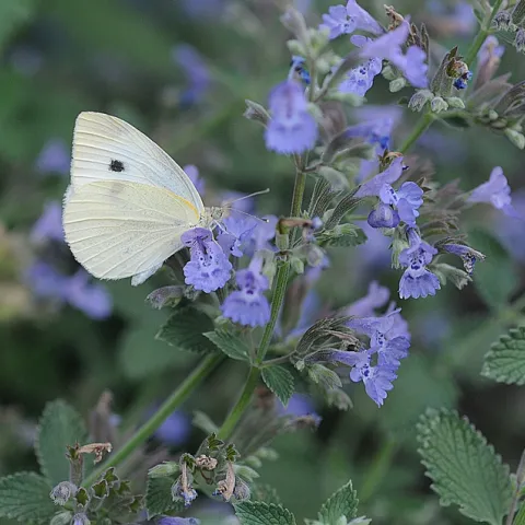 Cabbage white butterfly (Pieris rapae) on catmint. (Photo by Kathy Keatley Garvey)