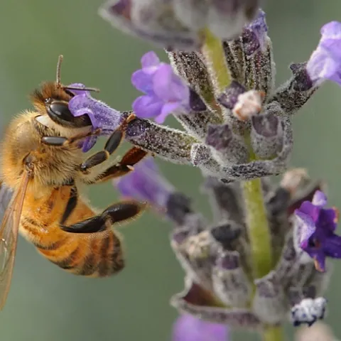 Honey bee foraging on lavender. (Photo by Kathy Keatley Garvey)