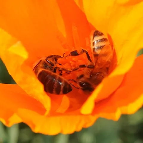 Two honey bees sharing a California poppy on Garrod Drive, UC Davis. (Photo by Kathy Keatley Garvey)