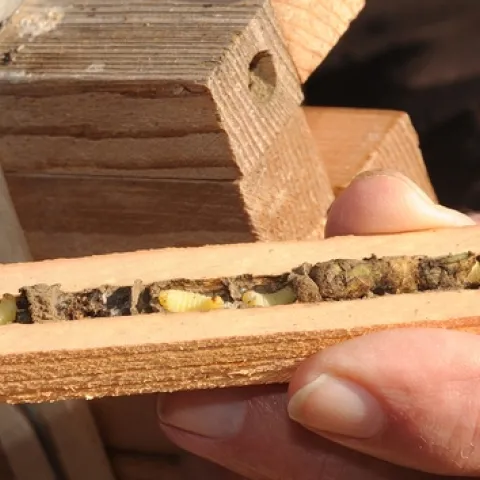 Bee condo for leafcutting bees includes the offspring (left) of a solitary mason wasp. (Photo by Kathy Keatley Garvey)