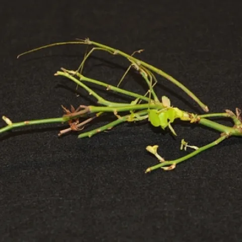 Where's the walking stick? It's the top "twig" in the background. This is a female. (Photo by Kathy Keatley Garvey)