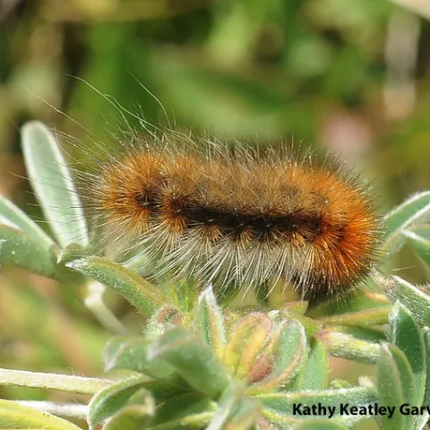 Close-up of woolly bear caterpillar on Bodega Head, Sonoma County. (Photo by Kathy Keatley Garvey)