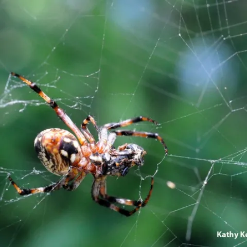 A garden spider spinning a web. (Photo by Kathy Keatley Garvey)