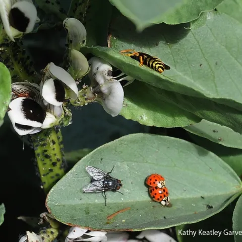 Count the insects! Ladybugs, a European paper wasp, blow fly and aphids are all over the fava beans in the Haagen-Dazs Honey Bee Haven. (Photo by Kathy Keatley Garvey)