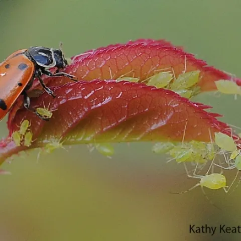 Ladybug devouring an aphid on a rose bush. (Photo by Kathy Keatley Garvey)