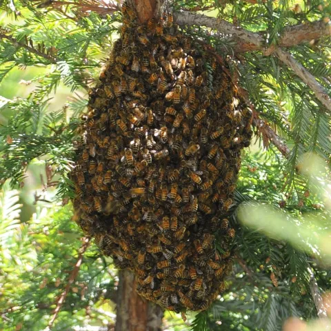 Honey bee swarm in the North Hall/Dutton Hall complex at UC Davis. (Photo by Kathy Keatley Garvey)