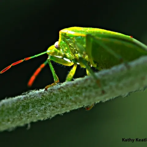 A red-shouldered stink bug peers at the camera.(Photo by Kathy Keatley Garvey)