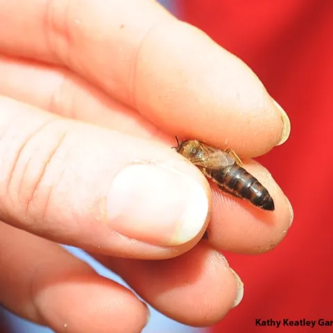 Bee breeder-geneticist Susan Cobey of UC Davis and Washington State University shows how to hold a queen--by the thorax. (Photo by Kathy Keatley Garvey)