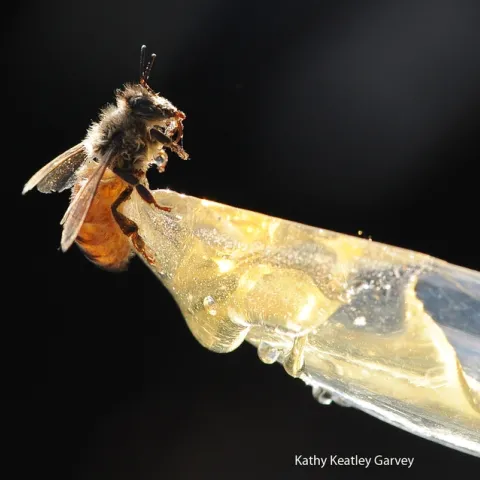 Drenched honey bee gets ready to sip honey from a plastic spoon. (Photo by Kathy Keatley Garvey